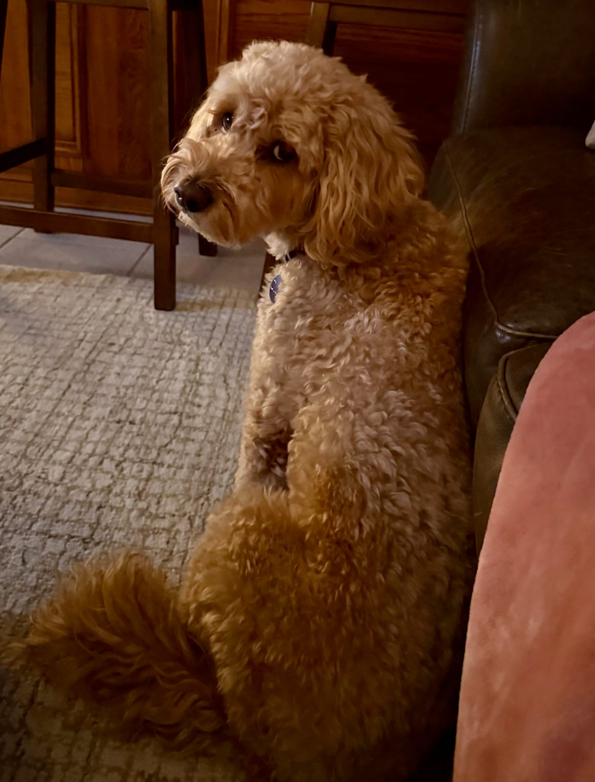 Ollie