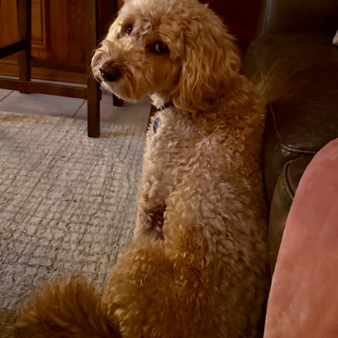 Photo of Ollie