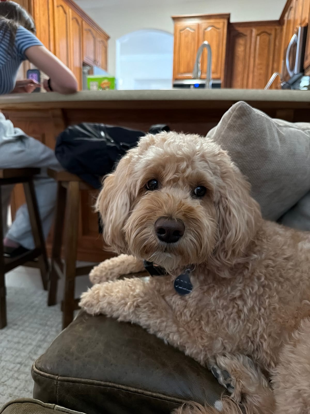 Photo of Ollie
