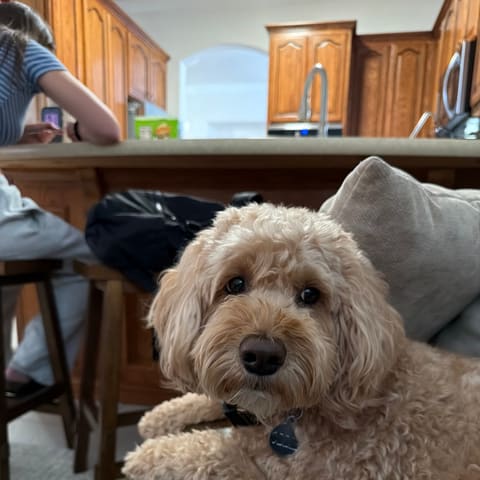 Photo of Ollie