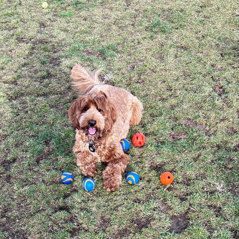 He got all the balls!
